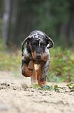 BEAUCERON - PUPPIES 096